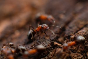 Anti-Termites